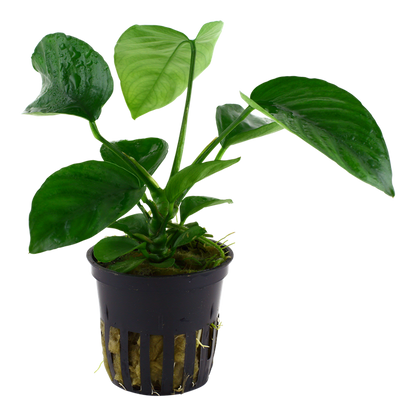 Tropica Anubias barteri caladiifolia im Topf