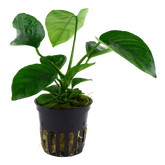 Tropica Anubias barteri caladiifolia im Topf
