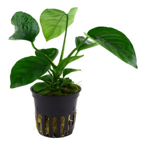 Tropica Anubias barteri caladiifolia im Topf