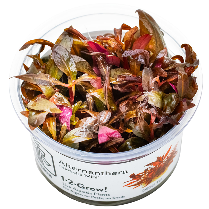 Tropica In Vitro Alternanthera reineckii 'Mini'