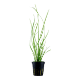 Tropica Alternanthera reineckii 'Pink' im Topf