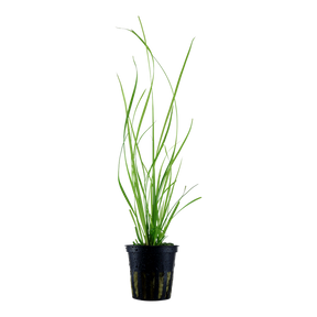 Tropica Alternanthera reineckii 'Pink' im Topf