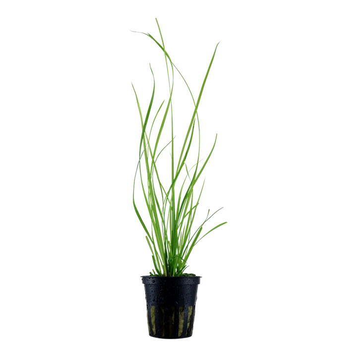 Tropica Alternanthera reineckii 'Pink' im Topf