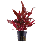 Tropica Alternanthera reineckii 'Rosanervig' im Topf