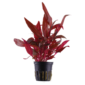 Tropica Alternanthera reineckii 'Rosanervig' im Topf