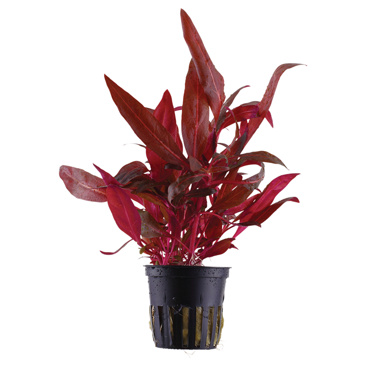 Alternanthera reineckii 'Rosanervig' Tropica en pot