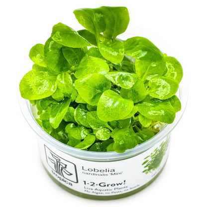 Tropica Lobelia cardinalis 'Mini' – 1-2-Grow! In Vitro