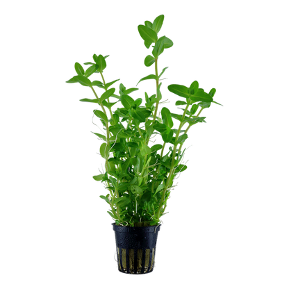 Tropica Bacopa caroliniana im Topf