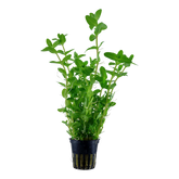 Tropica Bacopa caroliniana im Topf