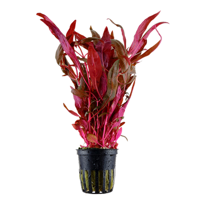 Tropica Alternanthera reineckii 'Pink' im Topf