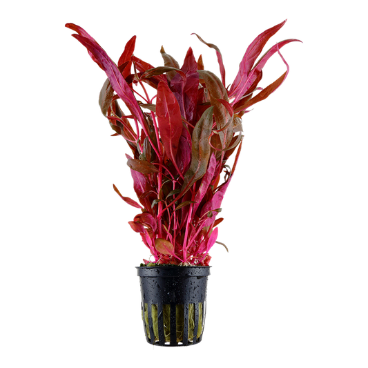 Tropica Alternanthera reineckii 'Pink' im Topf