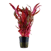 Tropica Alternanthera reineckii 'Pink' im Topf