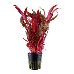 Tropica Alternanthera reineckii 'Pink' im Topf
