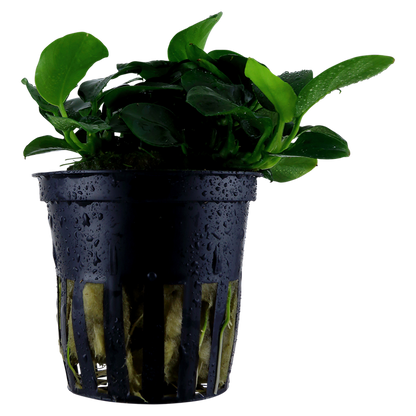 Tropica Anubias barteri 'Petite' im Topf