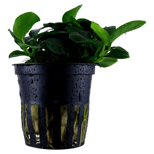 Tropica Anubias barteri 'Petite' im Topf