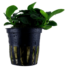 Tropica Anubias barteri 'Petite' im Topf