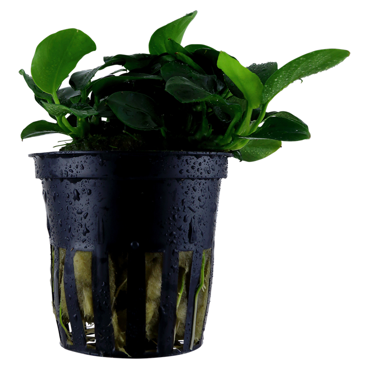Tropica Anubias barteri 'Petite' en pot