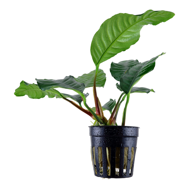 Tropica Anubias barteri var. coffeifolia im Topf