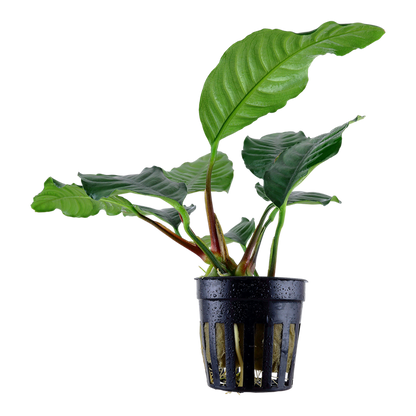 Tropica Anubias barteri var. coffeifolia im Topf