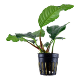 Tropica Anubias barteri Nana Pinto