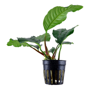Tropica Anubias barteri Nana Pinto