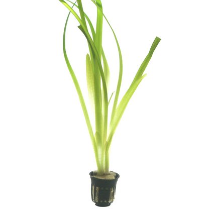 Tropica Vallisneria 'Gigantea' im Topf