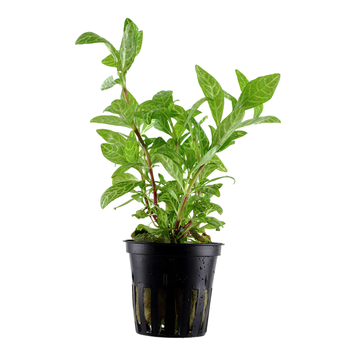 Tropica Hygrophila polysperma 'Rosanervig' im Topf