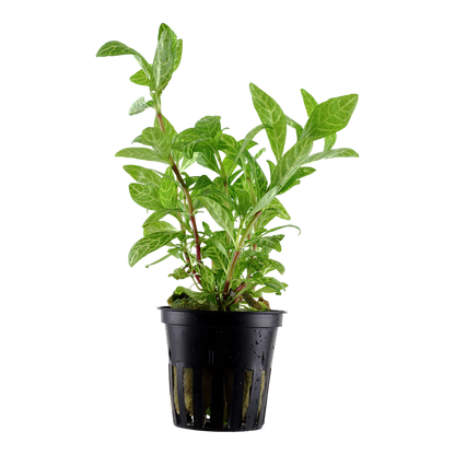 Tropica Hygrophila polysperma 'Rosanervig' im Topf