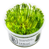 Tropica Taxiphyllum alternans 'Taiwan Moss' In Vitro