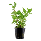 Tropica Alternanthera reineckii 'Pink' im Topf