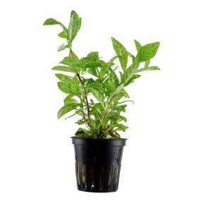 Tropica Alternanthera reineckii 'Pink' im Topf
