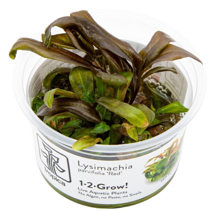 Tropica Lysimachia parvifolia ‘Red’ In Vitro