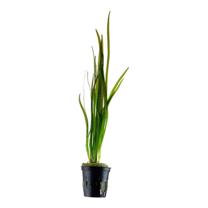 Tropica Vallisneria spiralis 'Tiger' im Topf