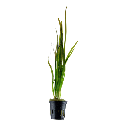 Tropica Vallisneria spiralis 'Tiger' im Topf