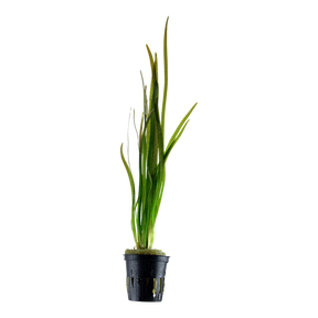 Tropica Alternanthera reineckii 'Pink' im Topf
