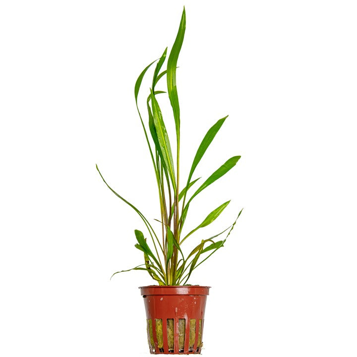 Tropica Cryptocoryne spiralis 'Red' – Topfpflanze