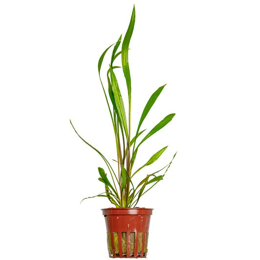 Tropica Cryptocoryne spiralis 'Red' – Topfpflanze