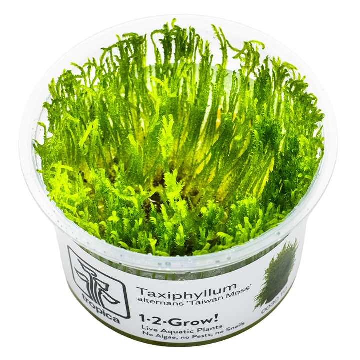 Tropica Taxiphyllum alternans 'Taiwan Moss' In Vitro