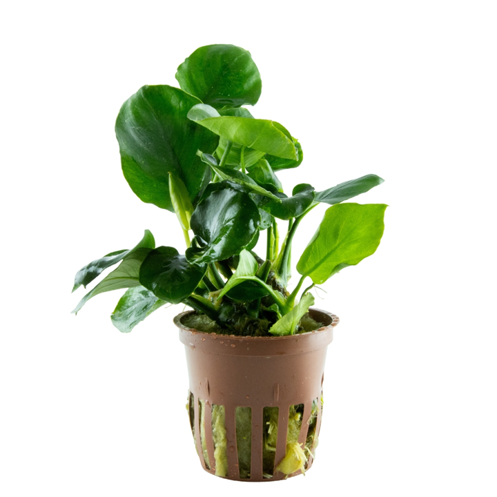 Tropica Anubias barteri ’Coin Leaf’ im Topf