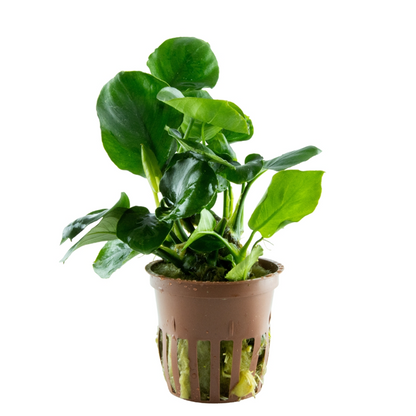 Tropica Anubias barteri ’Coin Leaf’ im Topf
