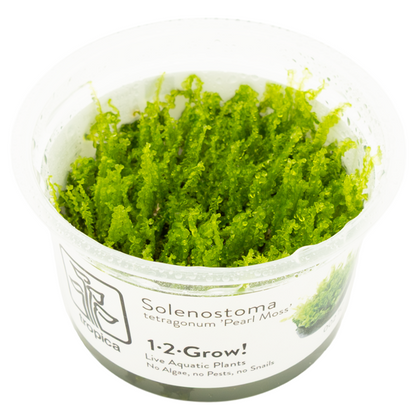 Tropica Solenostoma tetragonum 'Pearl Moss' In Vitro