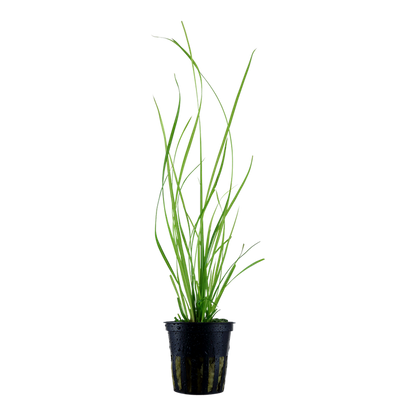 Tropica Cyperus helferi im Topf