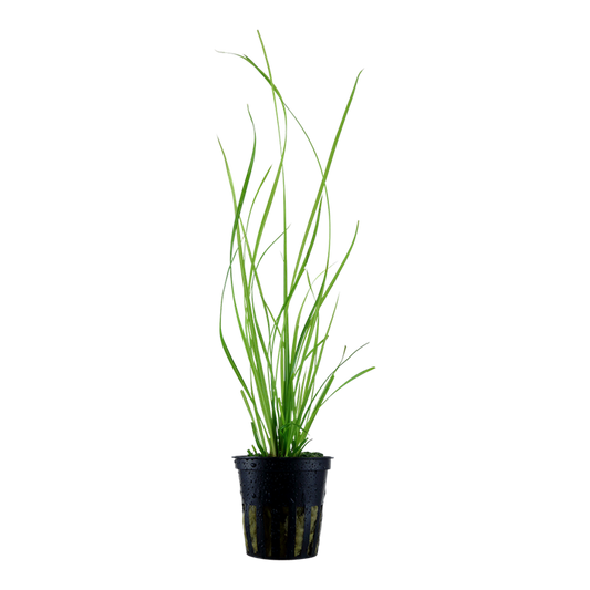 Tropica Cyperus helferi im Topf
