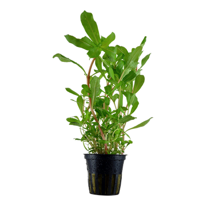 Tropica Ammannia crassicaulis im Topf