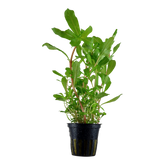 Tropica Ammannia crassicaulis im Topf
