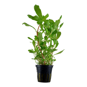 Tropica Ammannia crassicaulis im Topf