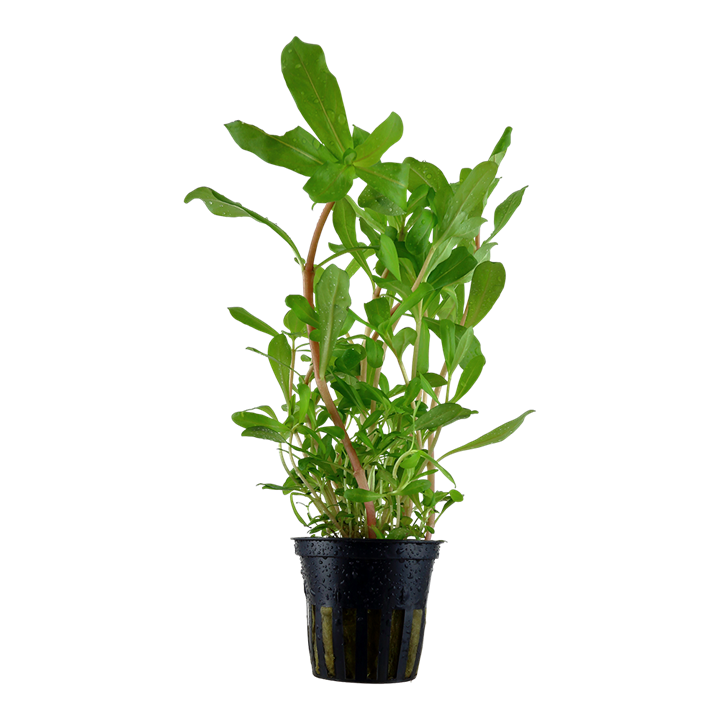 Tropica Ammannia crassicaulis en pot