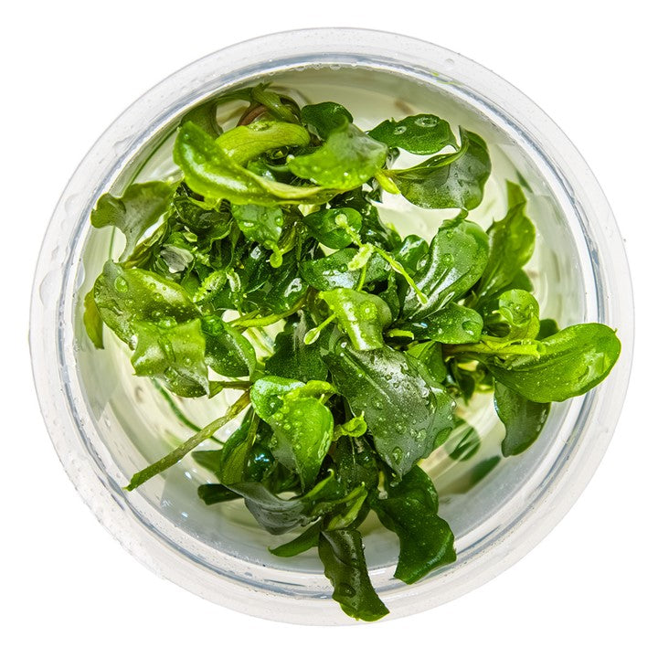 Tropica In Vitro Bucephalandra pygmaea 'Bukit Kelam'