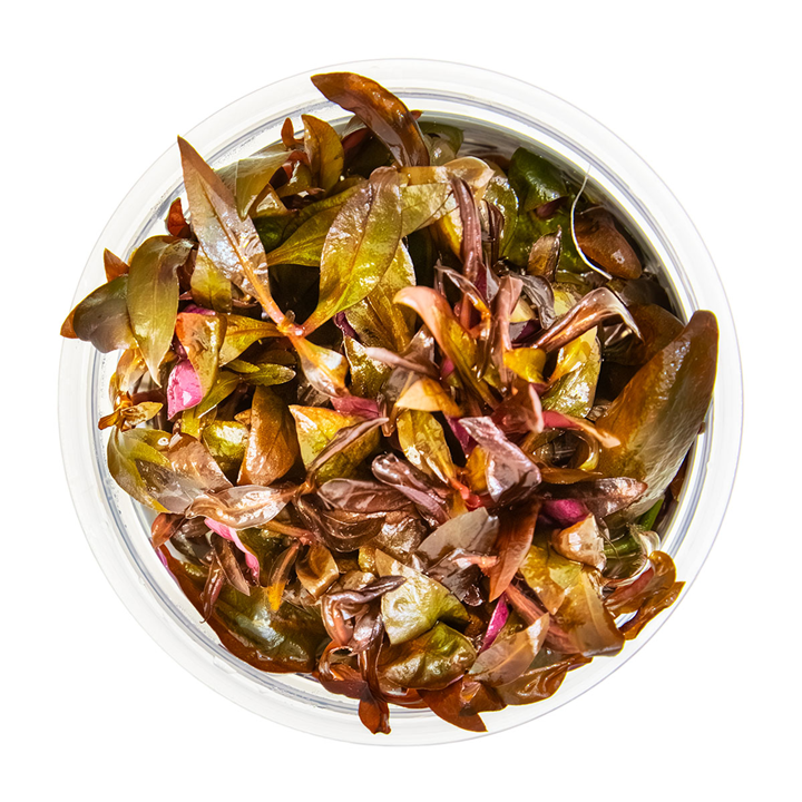 Tropica In Vitro Alternanthera reineckii 'Mini'