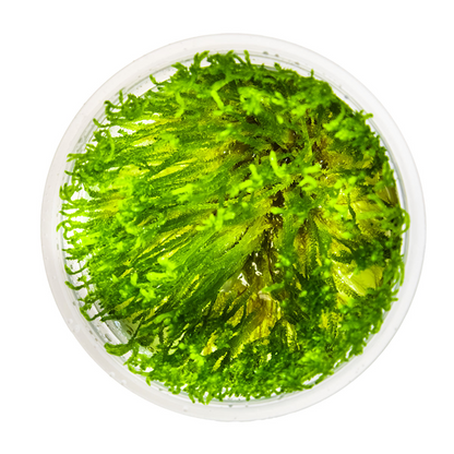 Tropica Taxiphyllum alternans 'Taiwan Moss' In Vitro